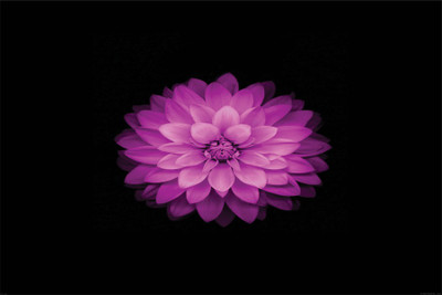

RadhaKripa pink lotus Poster Paper Print(18 inch X 12 inch, Rolled)