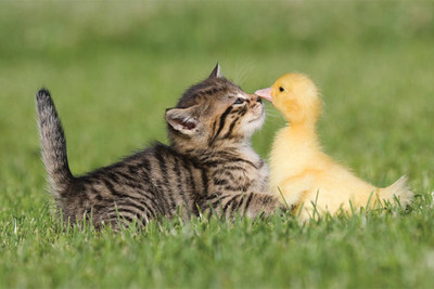 

RadhaKripa baby ducks and kittens Poster Paper Print(18 inch X 12 inch, Rolled)