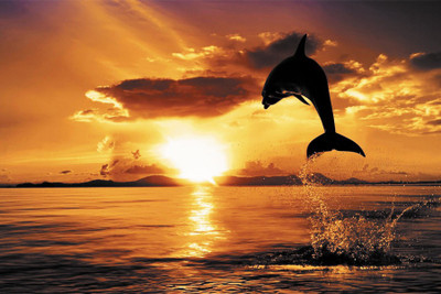 

BikriKendra good evning wishes dolphin Poster Paper Print(18 inch X 12 inch, Rolled)