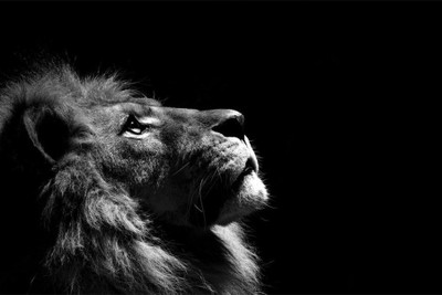 

RadhaKripa lion poster 1 Poster Paper Print(18 inch X 12 inch, Rolled)