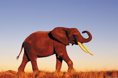 

BikriKendra alone eliphant Poster Paper Print(18 inch X 12 inch, Rolled)