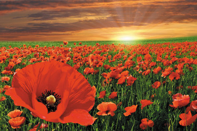 

BikriKendra beautiful flower Poster Paper Print(18 inch X 12 inch, Rolled)
