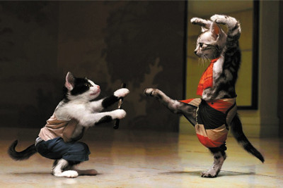 

RadhaKripa funnt cat fight Paper Print(18 inch X 12 inch, Rolled)