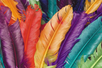 

life graphy Paper Print(18 inch X 12 inch, Rolled)