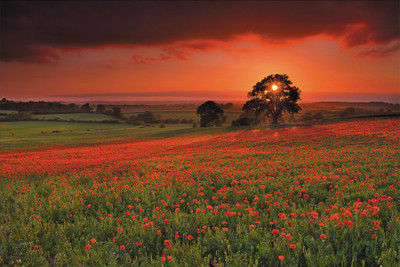 

red garden Paper Print(18 inch X 12 inch, Rolled)