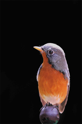 

RadhaKripa Kashmiri Flycatcher Poster Paper Print(18 inch X 12 inch, Rolled)