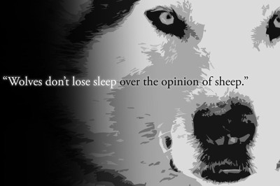 

RadhaKripa wolves don t lose sleep over the opinions of sheep Poster Paper Print(18 inch X 12 inch, Rolled)