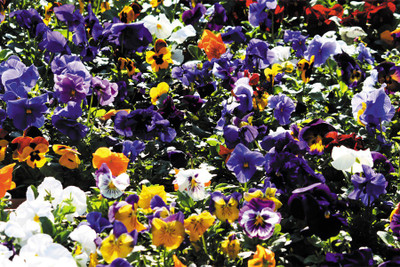 

BikriKendra colour full flowers poster po018 Poster Paper Print(18 inch X 12 inch, Rolled)