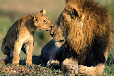 

RadhaKripa lions animals Poster Paper Print(18 inch X 12 inch, Rolled)