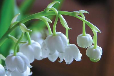 

RadhaKripa lily of the valley Poster Paper Print(18 inch X 12 inch, Rolled)