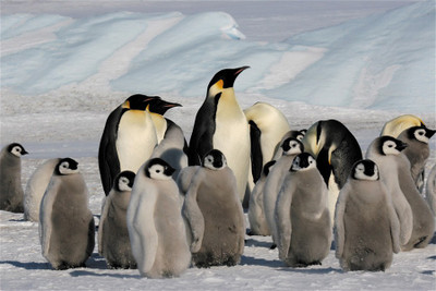 

RadhaKripa Penguins Paper Print(18 inch X 12 inch, Rolled)