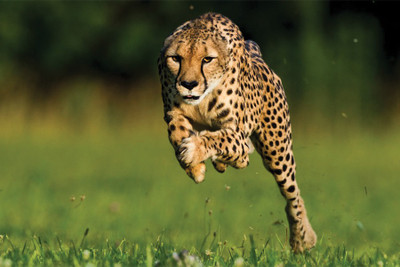 

RadhaKripa cheetah Poster Paper Print(18 inch X 12 inch, Rolled)