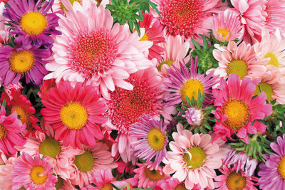 

BikriKendra flowers pink beautiful Poster Paper Print(18 inch X 12 inch, Rolled)