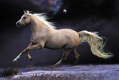 

Beautiful Horse Running in Night Paper Print(18 inch X 12 inch, Rolled)