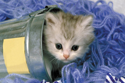 

BikriKendra cute kitten poster po030 Poster Paper Print(18 inch X 12 inch, Rolled)