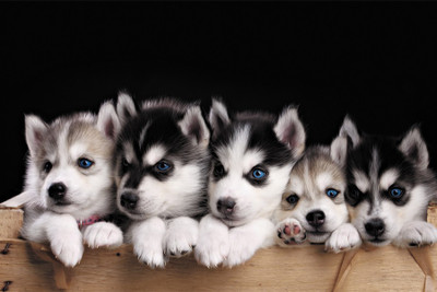 

BikriKendra Blue eyes cute dogs Poster Paper Print(18 inch X 12 inch, Rolled)
