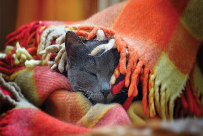 

RadhaKripa cat sleeping in blanket Poster Paper Print(18 inch X 12 inch, Rolled)