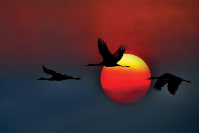

RadhaKripa birds flying in the sky Poster Paper Print(18 inch X 12 inch, Rolled)