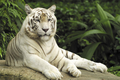 

BikriKendra white tiger Poster Paper Print(18 inch X 12 inch, Rolled)