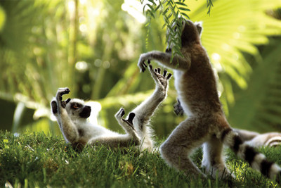 

RadhaKripa funny lemur Poster Paper Print(18 inch X 12 inch, Rolled)