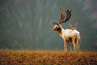 

RadhaKripa deer Paper Print(18 inch X 12 inch, Rolled)