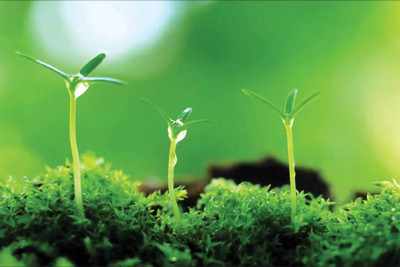 

RadhaKripa green plants Poster Paper Print(18 inch X 12 inch, Rolled)