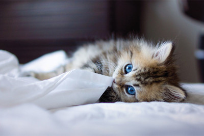 

RadhaKripa blue eyes kitten Poster Paper Print(18 inch X 12 inch, Rolled)