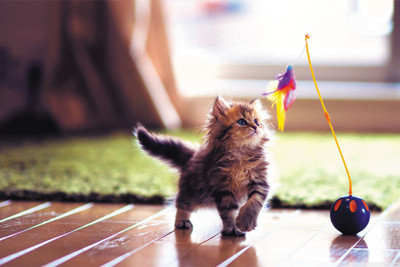 

BikriKendra cute kitten playing Poster Paper Print(18 inch X 12 inch, Rolled)