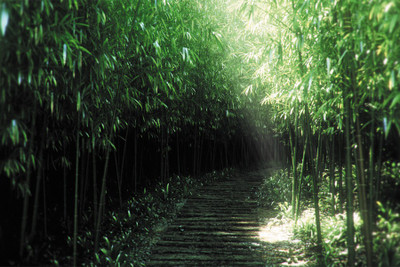 

RadhaKripa the path of nature Poster Paper Print(18 inch X 12 inch, Rolled)