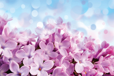 

RadhaKripa pink flowers Poster Paper Print(18 inch X 12 inch, Rolled)