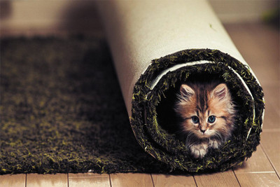 RadhaKripa cute kitten Paper Print(18 inch X 12 inch, Rolled)
