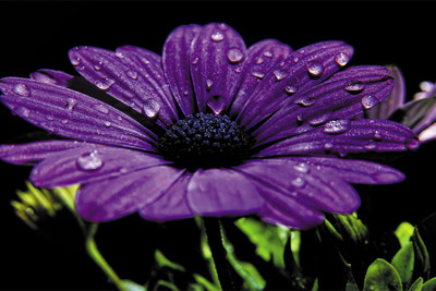 flowers on wall Paper Print(18 inch X 12 inch, Rolled)