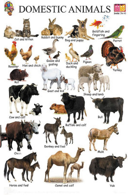 

BikriKendra domestic animal Poster Paper Print(18 inch X 12 inch, Rolled)