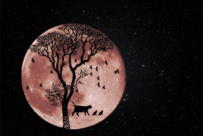 

BikriKendra full moon Poster Paper Print(18 inch X 12 inch, Rolled)