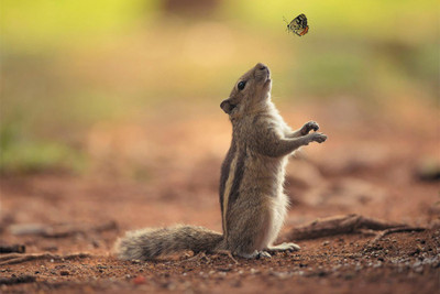 

RadhaKripa chipmunk Poster Paper Print(18 inch X 12 inch, Rolled)