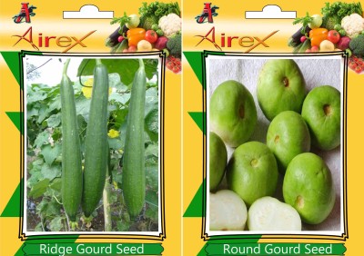 Airex Ridge Gourd, Round Gourd Seed(20 per packet)