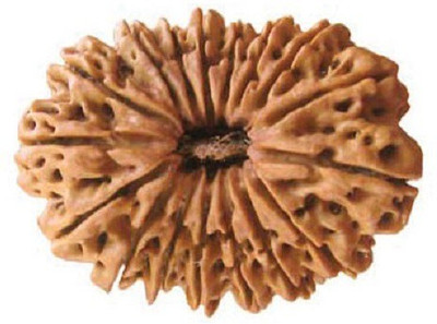 

RUDRA UNIVERSE 17 mukhi Rudraksha of Nepal Origin Wooden Yantra