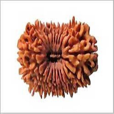 

RUDRA UNIVERSE 20 MUKHI RUDRAKSHA OF NEPAL ORIGIN Wooden Yantra