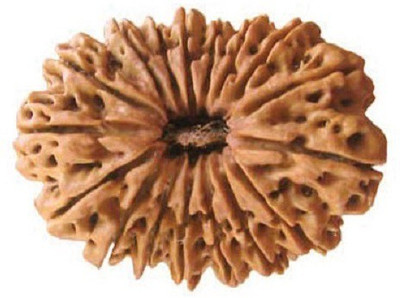 RUDRA UNIVERSE 16 MUKHI RUDRAKSHA OF NEPAL ORIGIN Wooden Yantra at flipkart