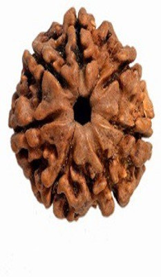 

RUDRA UNIVERSE 7 MUKHI RUDRAKSHA OF NEPAL ORIGIN Wooden Yantra(Pack of 1)