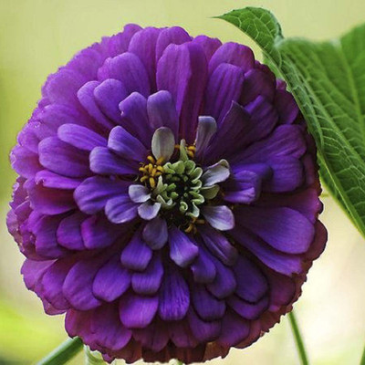 Biocarve Zinnia Seed(100 per packet)