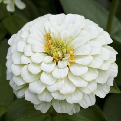 

Biocarve Zinnia White Polar Bear Seed(100 per packet)