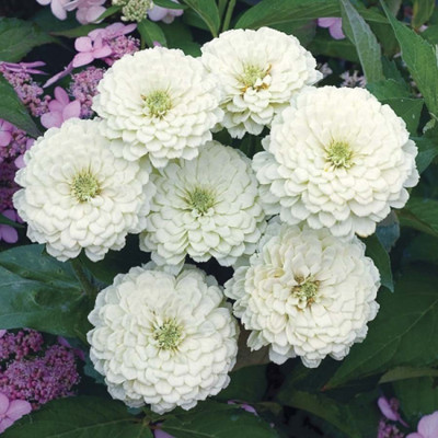 

Biocarve Zinnia Polar Bear White Seed(100 per packet)