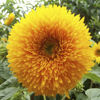

Biocarve Sunflower Seed(40 per packet)