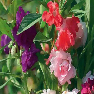 

Biocarve Balsam Seed(50 per packet)