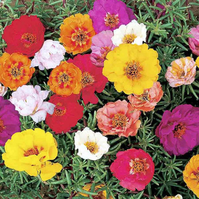 Biocarve Portulaca Seed(300 per packet)