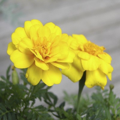 Biocarve Marigold Seed(100 per packet)