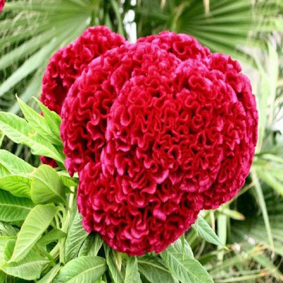 

Biocarve Celosia Seed(100 per packet)