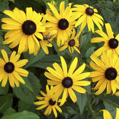 

Biocarve Rudbeckia Rustic Dwarf Mixed Seed(50 per packet)