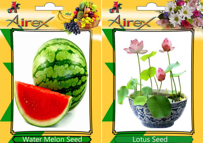 Airex Water Melon, Lotus Seed(25 per packet)